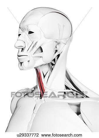 Sternohyoid, illustration View Large Photo Image Stock Image - Sternohyoid, illustration. Fotosearch