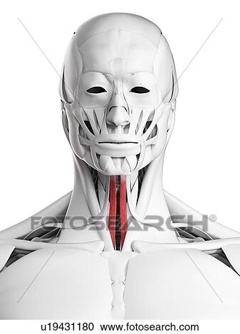 Sternohyoid muscle, illustration View Large Photo Image Stock Image - Sternohyoid muscle, illustration. Fotosearch