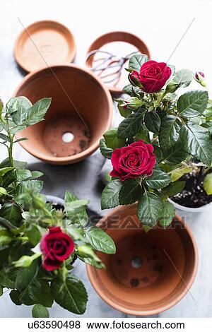 Still life of rose plants and terracotta flower pots, overhead view View Large Photo Image Stock Photo - Still life of rose plants and terracotta flower pots, overhead view. Fotosearch