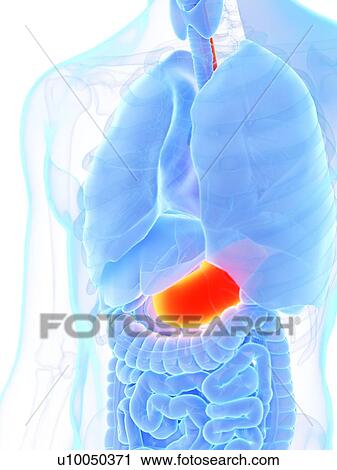 Stock Image - Stomach, illustration. Fotosearch