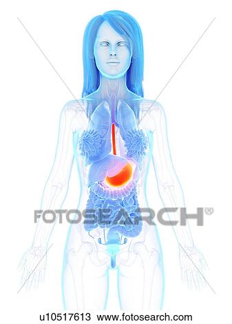 Stock Image - Stomach, illustration. Fotosearch