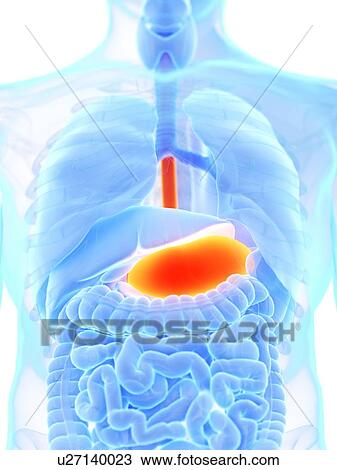 Stock Image - Stomach, illustration. Fotosearch