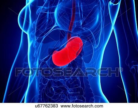 Stock Image - Stomach, illustration. Fotosearch