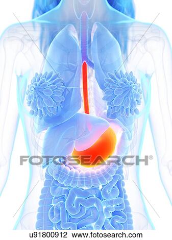 Stock Image - Stomach, illustration. Fotosearch