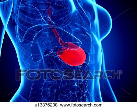 Stomach, illustration View Large Photo Image Stock Photo - Stomach, illustration. Fotosearch