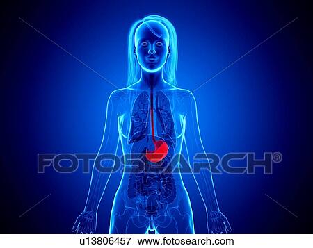 Stock Photo - Stomach, illustration. Fotosearch