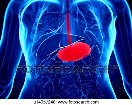 Stock Photo - Stomach, illustration. Fotosearch