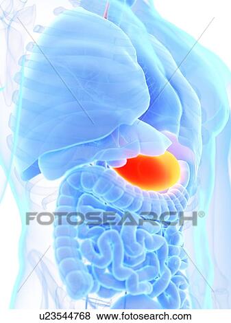 Stomach, illustration View Large Photo Image Stock Photo - Stomach, illustration. Fotosearch
