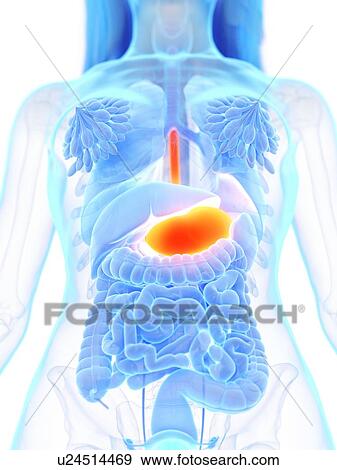 Stomach, illustration View Large Photo Image Stock Photo - Stomach, illustration. Fotosearch