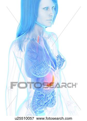 Stock Photo - Stomach, illustration. Fotosearch