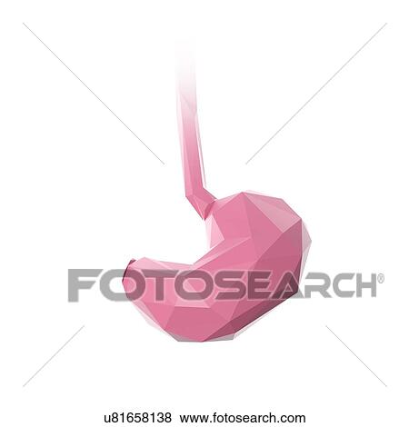 Stock Photo - Stomach, illustration. Fotosearch
