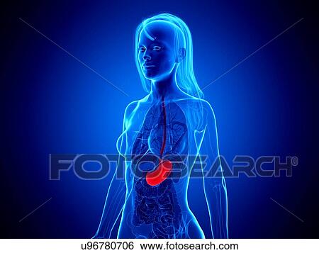 Stock Photograph - Stomach, illustration. Fotosearch