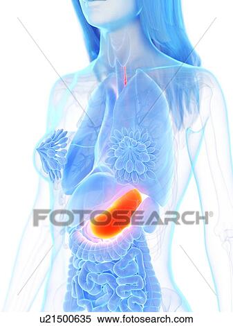 Stomach, illustration View Large Photo Image Stock Photography - Stomach, illustration. Fotosearch