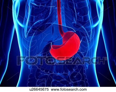 Stock Photography - Stomach, illustration. Fotosearch