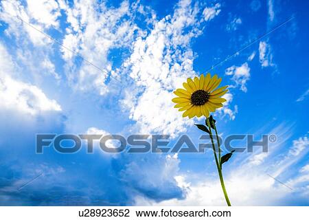 Stock Image - Sunflower against cloudscape. Fotosearch