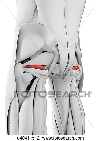 Stock Image - Superior gemellus muscle, illustration. Fotosearch