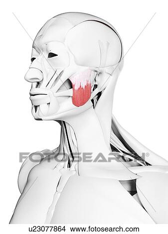 Picture - Superior masseter muscle, illustration. Fotosearch