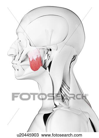 Superior masseter muscle, illustration View Large Photo Image Stock Image - Superior masseter muscle, illustration. Fotosearch