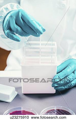 Technician working with bacteria strains View Large Photo Image Stock Image - Technician working with bacteria strains. Fotosearch