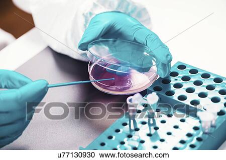 Stock Image - Technician working with bacteria strains. Fotosearch