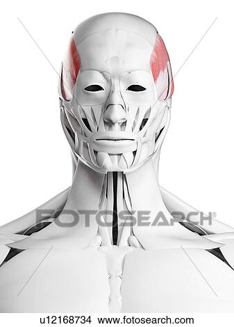 Picture - Temporalis muscle, illustration. Fotosearch