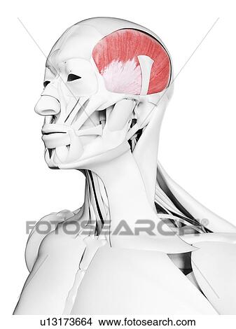 Picture - Temporalis muscle, illustration. Fotosearch