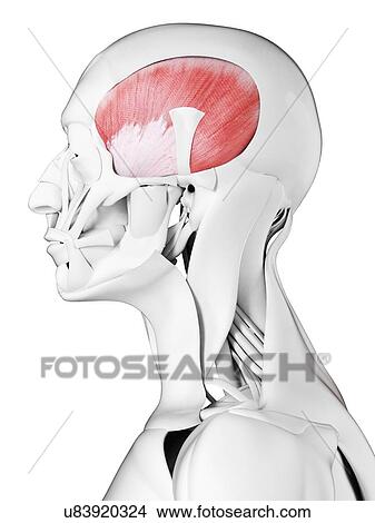 Temporalis muscle, illustration View Large Photo Image Picture - Temporalis muscle, illustration. Fotosearch