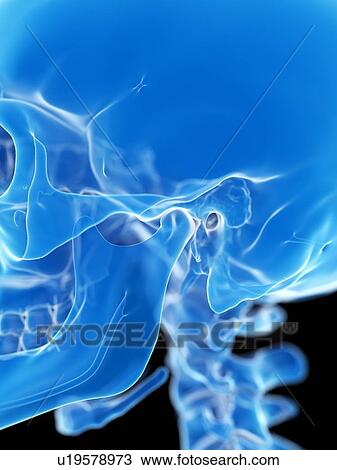 Stock Image - Temporomandibular joint, illustration. Fotosearch