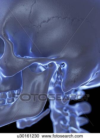 Stock Image - Temporomandibular joint, illustration. Fotosearch