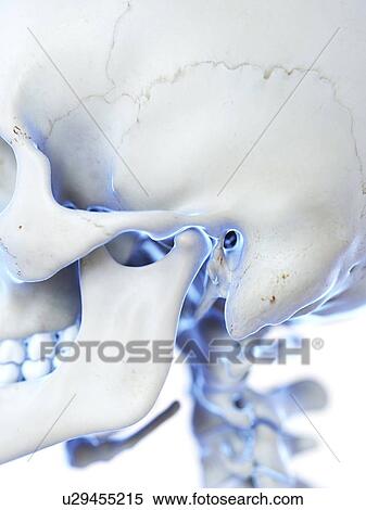 Stock Photography - Temporomandibular joint, illustration. Fotosearch