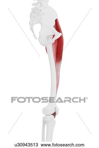 Tensor fascia lata muscle, illustration View Large Photo Image Stock Image - Tensor fascia lata muscle, illustration. Fotosearch