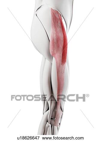 Tensor fascia lata muscle, illustration View Large Photo Image Stock Photo - Tensor fascia lata muscle, illustration. Fotosearch