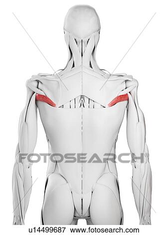 Teres major muscle, illustration View Large Photo Image Stock Photo - Teres major muscle, illustration. Fotosearch