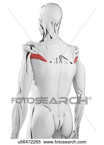 Teres major muscle, illustration View Large Photo Image Stock Photography - Teres major muscle, illustration. Fotosearch