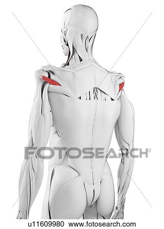 Teres minor muscle, illustration View Large Photo Image Stock Image - Teres minor muscle, illustration. Fotosearch