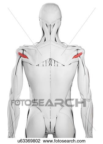 Teres minor muscle, illustration View Large Photo Image Stock Image - Teres minor muscle, illustration. Fotosearch