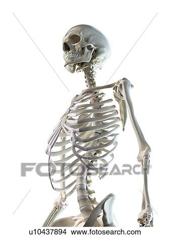 Thorax bones, illustration View Large Photo Image Picture - Thorax bones, illustration. Fotosearch