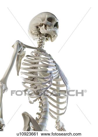 Stock Image - Thorax bones, illustration. Fotosearch
