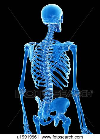 Stock Image - Thorax bones, illustration. Fotosearch