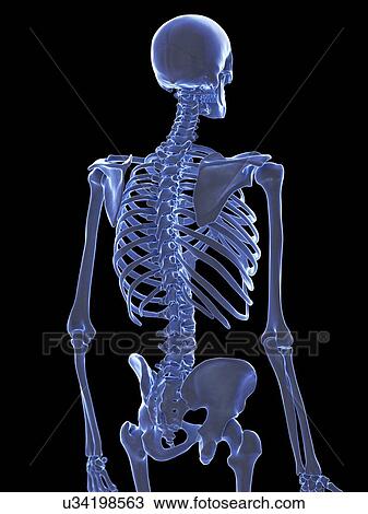 Stock Image - Thorax bones, illustration. Fotosearch