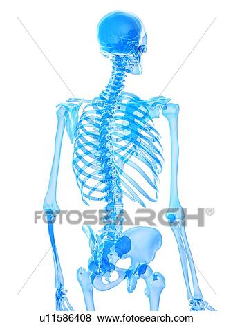 Thorax bones, illustration View Large Photo Image Stock Photo - Thorax bones, illustration. Fotosearch