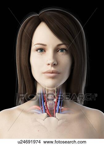 Throat anatomy, illustration View Large Photo Image Picture - Throat anatomy, illustration. Fotosearch