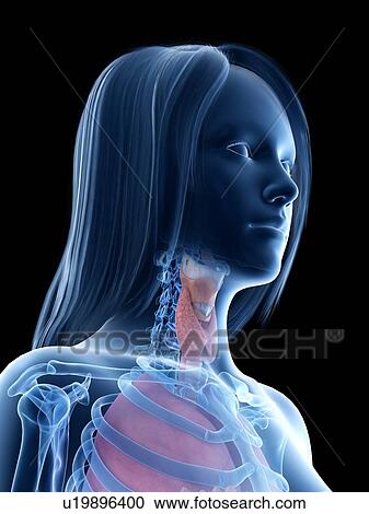 Stock Image - Throat anatomy, illustration. Fotosearch