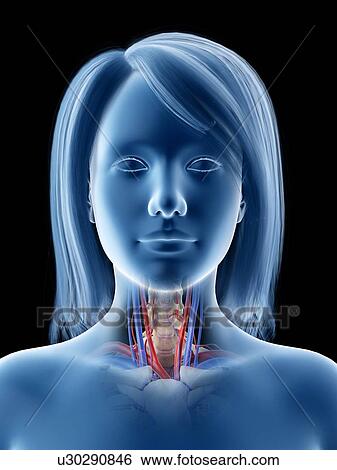 Throat anatomy, illustration View Large Photo Image Stock Photograph - Throat anatomy, illustration. Fotosearch