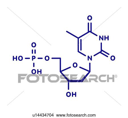 Picture - Thymidine monophosphate nucleotide molecule, illustration. Fotosearch