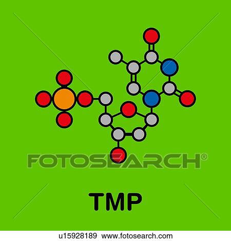 Thymidine monophosphate nucleotide molecule, illustration View Large Photo Image Stock Photo - Thymidine monophosphate nucleotide molecule, illustration. Fotosearch