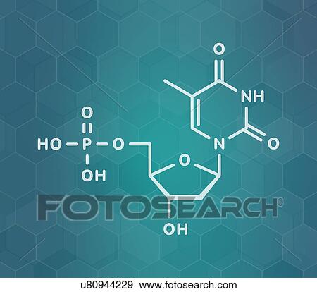Thymidine monophosphate nucleotide molecule, illustration View Large Photo Image Stock Photo - Thymidine monophosphate nucleotide molecule, illustration. Fotosearch