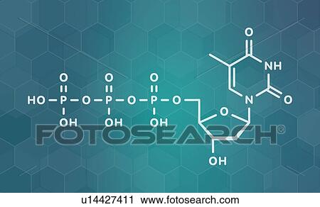 Stock Image - Thymidine triphosphate nucleotide molecule, illustration. Fotosearch