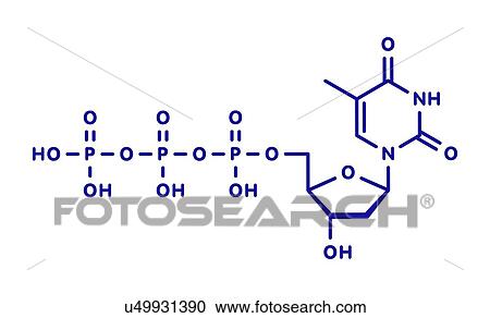 Stock Image - Thymidine triphosphate nucleotide molecule, illustration. Fotosearch