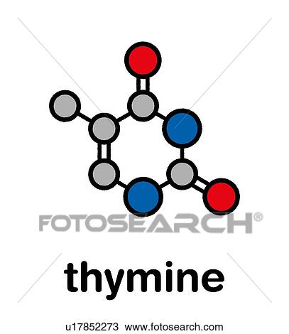 Stock Image - Thymine nucleobase molecule, illustration. Fotosearch